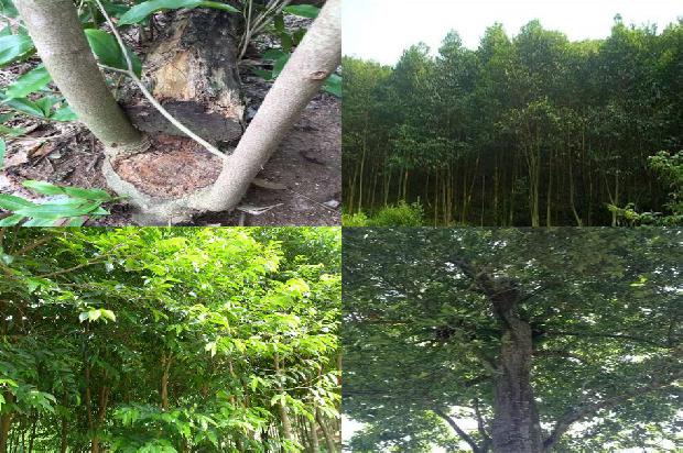 哪里有沉香的树苗1681172461626 哪里有沉香的树苗1681172461626