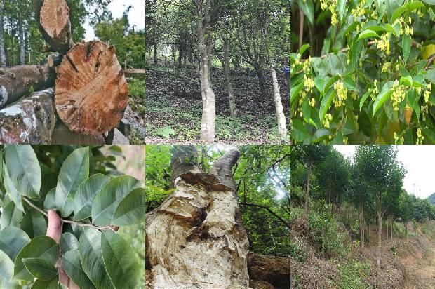 哪里有沉香的树苗1681172461674 哪里有沉香的树苗1681172461674