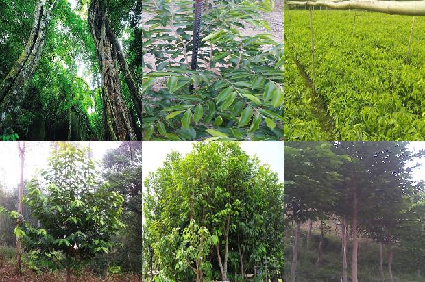 哪里卖沉香树苗1681258830265 哪里卖沉香树苗1681258830265