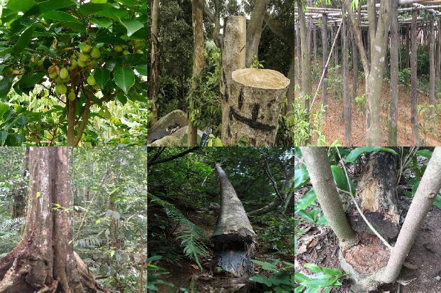 哪里卖沉香树苗1681258830313 哪里卖沉香树苗1681258830313