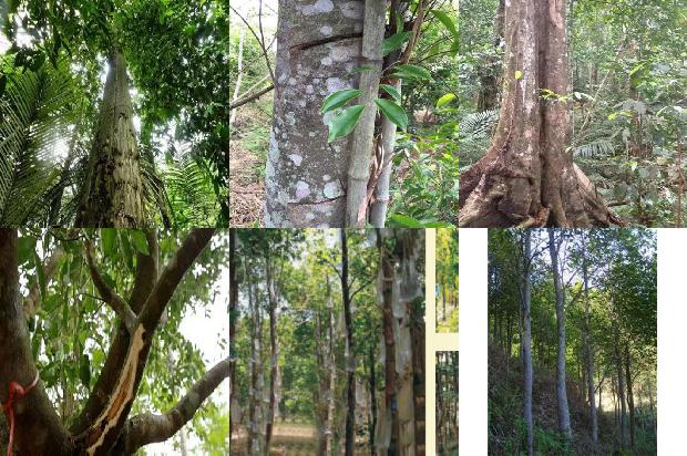 沉香有多少种品种1681259077352 沉香有多少种品种1681259077352