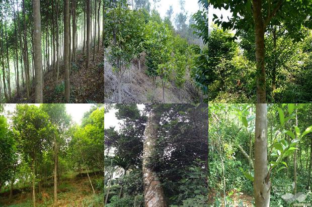 沉香有多少种品种1681259077400 沉香有多少种品种1681259077400