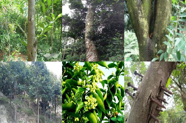 沉香收购价多少1681259641142 沉香收购价多少1681259641142