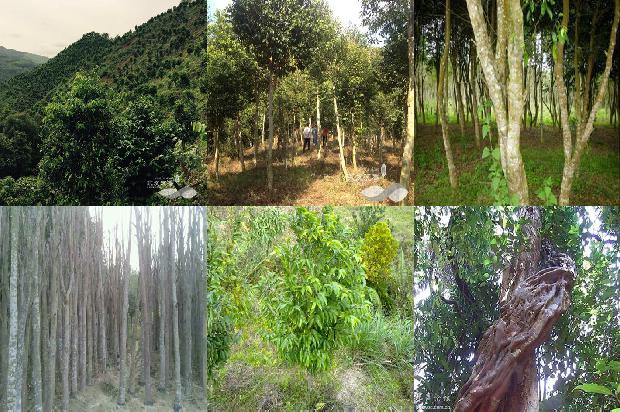 沉香收购价多少1681259641190 沉香收购价多少1681259641190