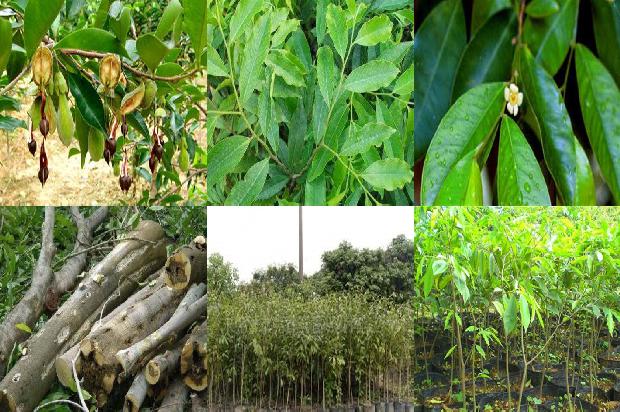 沉香收购价多少1681259641237 沉香收购价多少1681259641237