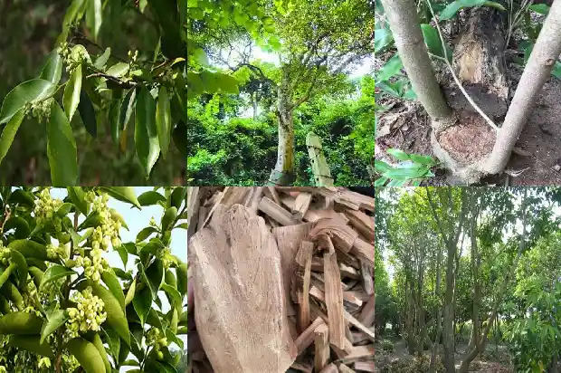 沉香树病害1695427796568 沉香树病害1695427796568