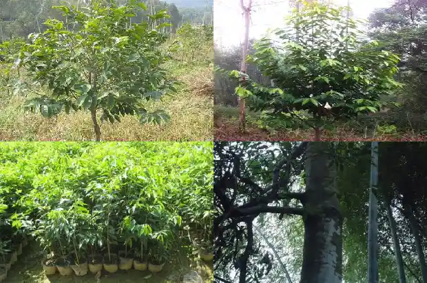 沉香手串有收藏价值吗?1681344541924 沉香手串有收藏价值吗?1681344541924