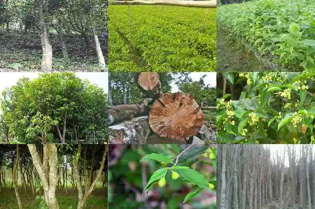 奇楠沉香树苗适合哪些地区种植1681344926722 奇楠沉香树苗适合哪些地区种植1681344926722