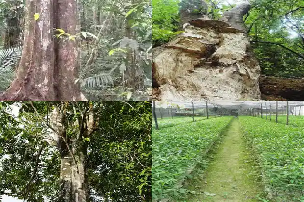 沉香木树苗多少钱一根1697846923441 沉香木树苗多少钱一根1697846923441