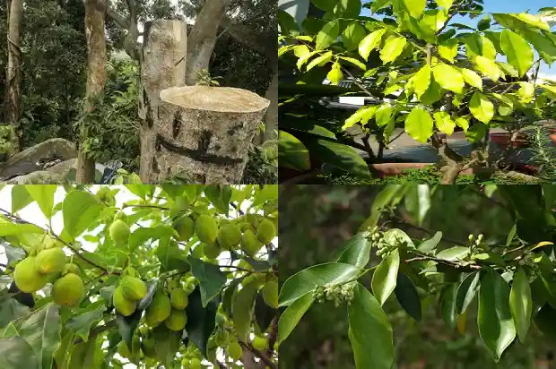 沉香的种类有哪些1681345194980 沉香的种类有哪些1681345194980