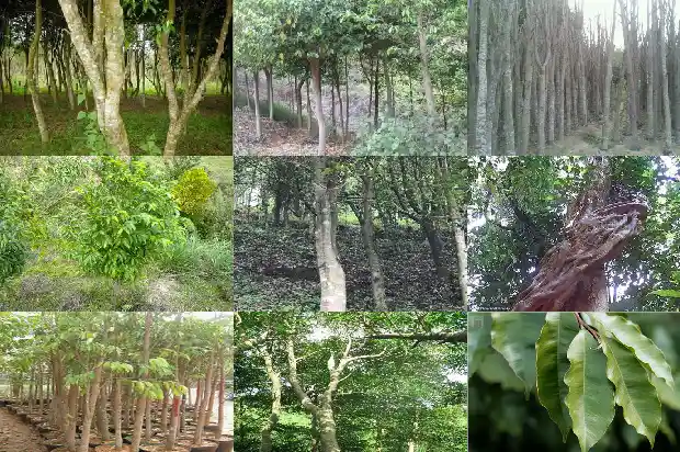 沉香的特点是什么1681345340510 沉香的特点是什么1681345340510