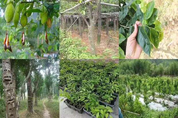 广东沉香批发1698970191700 广东沉香批发1698970191700