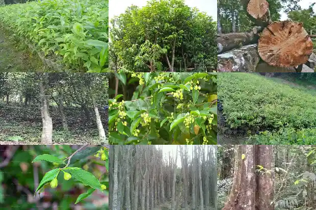 沉香树枝有什么作用1681345463967 沉香树枝有什么作用1681345463967