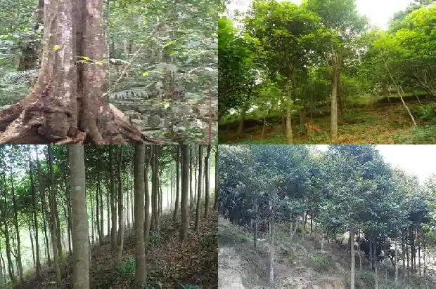 沉香树苗哪个品种最好1681345641803 沉香树苗哪个品种最好1681345641803
