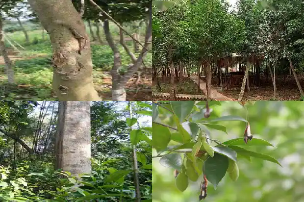 沉香树苗哪个品种最好1681345641849 沉香树苗哪个品种最好1681345641849