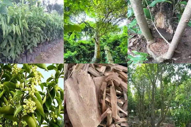 沉香树苗哪个品种最好1681345641897 沉香树苗哪个品种最好1681345641897