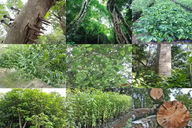 沉香树苗哪个品种最好1681345641945 沉香树苗哪个品种最好1681345641945