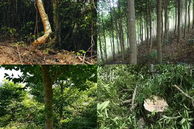 奇楠沉香树苗有什么作用1681346078473 奇楠沉香树苗有什么作用1681346078473