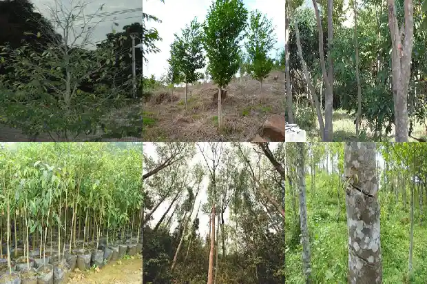 沉香木材市场价多少一斤1681430951868 沉香木材市场价多少一斤1681430951868