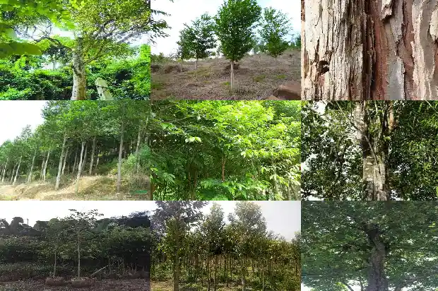 沉香木材市场价多少一斤1681430951916 沉香木材市场价多少一斤1681430951916