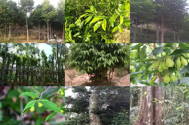 沉香木材市场价多少一斤1681430951964 沉香木材市场价多少一斤1681430951964