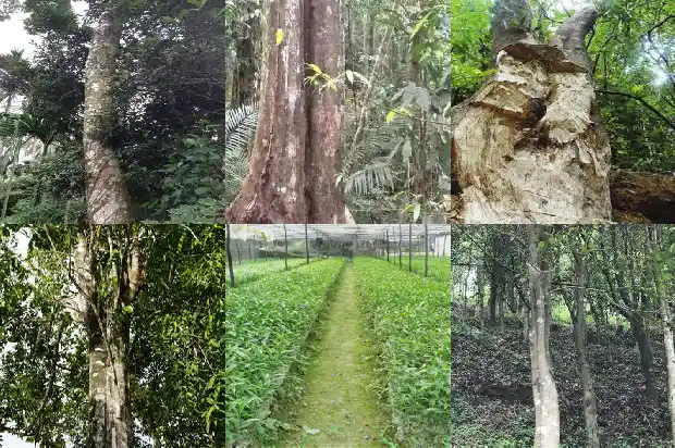 沉香树多少钱一小棵1681431217728 沉香树多少钱一小棵1681431217728