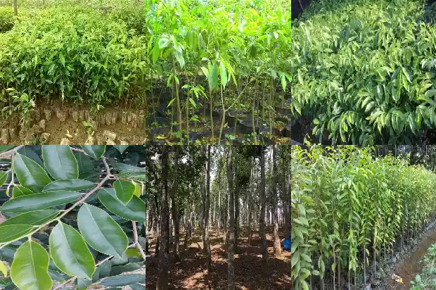 沉香树多少钱一小棵1681431217774 沉香树多少钱一小棵1681431217774