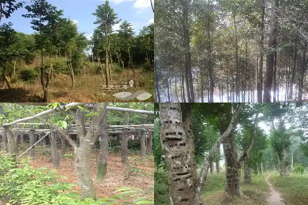 瑞香科沉香树都有哪几种1681431372241 瑞香科沉香树都有哪几种1681431372241