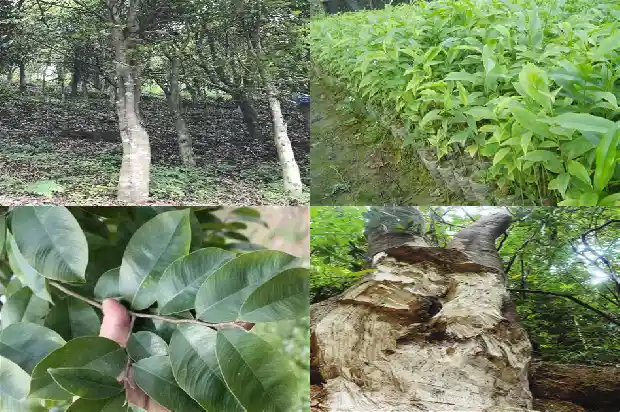 印尼沉香树是什么样的1681431512059 印尼沉香树是什么样的1681431512059