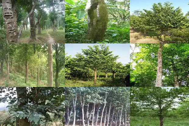 印尼沉香树是什么样的1681431512107 印尼沉香树是什么样的1681431512107