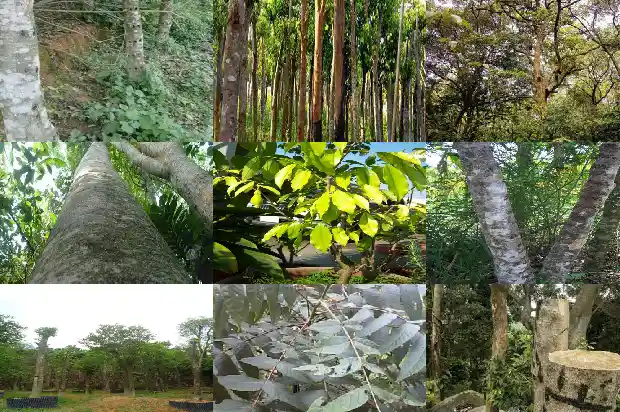真正的野生沉香树1681431656117 真正的野生沉香树1681431656117
