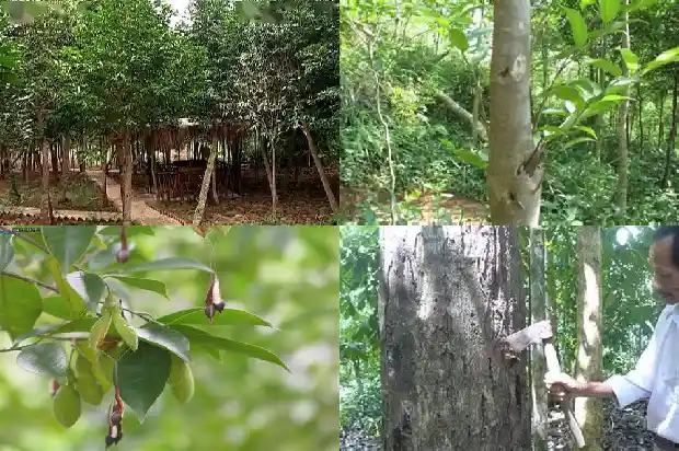 什么地方可以种沉香树1681431792161 什么地方可以种沉香树1681431792161