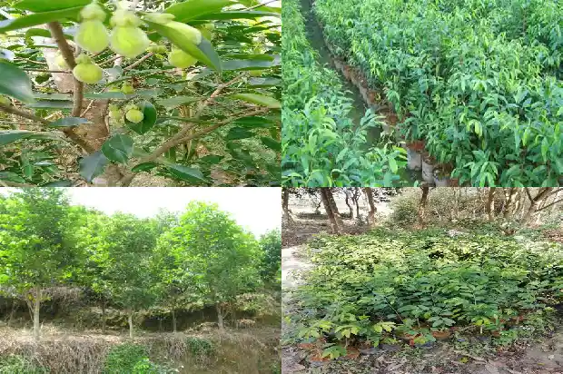 奇楠沉香树要种多久1681431934096