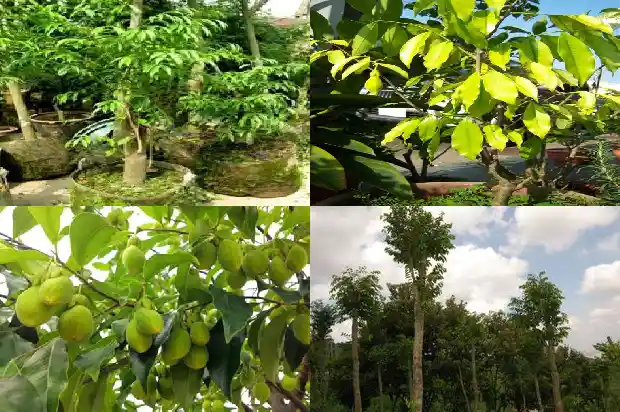 奇楠沉香树要种多久1681431934144