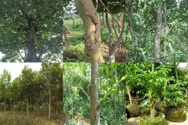 奇楠沉香树要种多久1681431934190