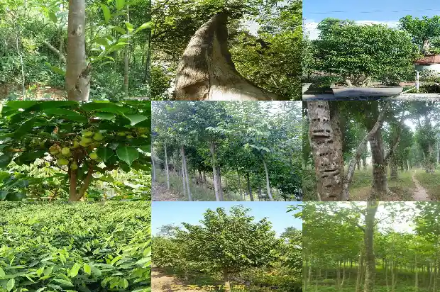 奇楠沉香树要种多久1681431934238