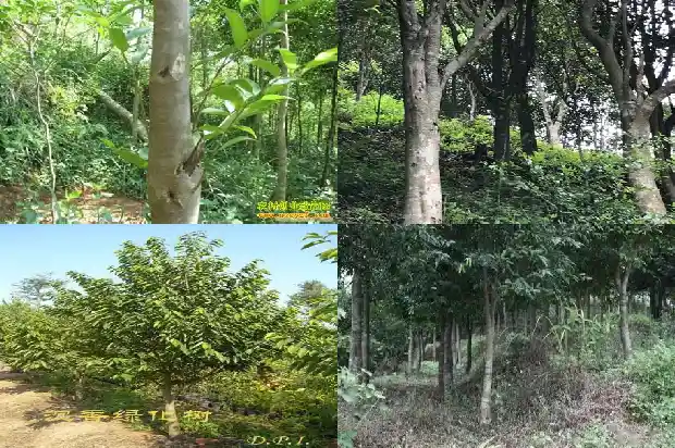 沉香树有什么用的效果1681432073041 沉香树有什么用的效果1681432073041