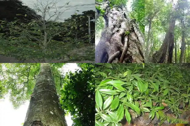 沉香树用什么肥料好1681432206120 沉香树用什么肥料好1681432206120