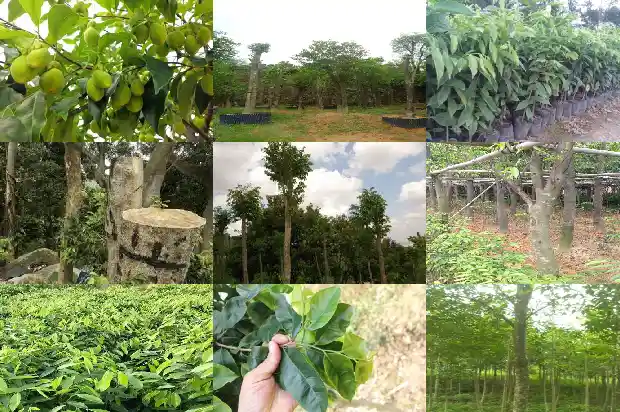 沉香树用什么肥料好1681432206168 沉香树用什么肥料好1681432206168