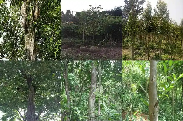 沉香树用什么肥料好1681432206216 沉香树用什么肥料好1681432206216