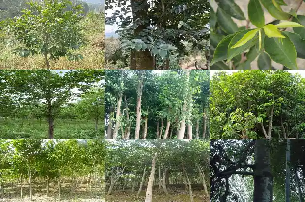 沉香种子1689725485847 沉香种子1689725485847
