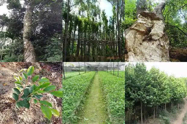沉香现在多少钱一克价格1690071182699 沉香现在多少钱一克价格1690071182699