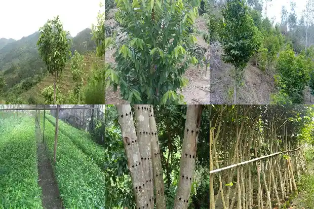 马来沉香树1681517585484 马来沉香树1681517585484