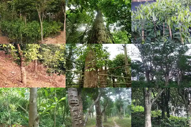 马来沉香树1681517585530 马来沉香树1681517585530