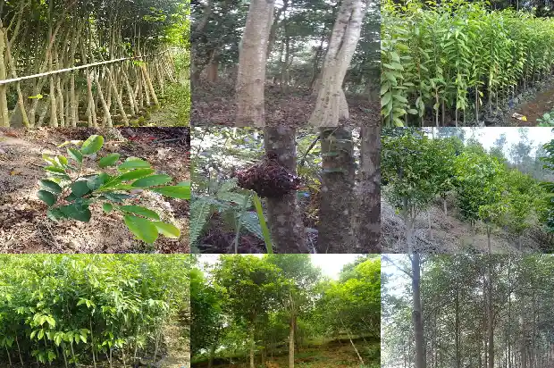 绿奇楠沉香木的价格是多少钱1681517878587 绿奇楠沉香木的价格是多少钱1681517878587