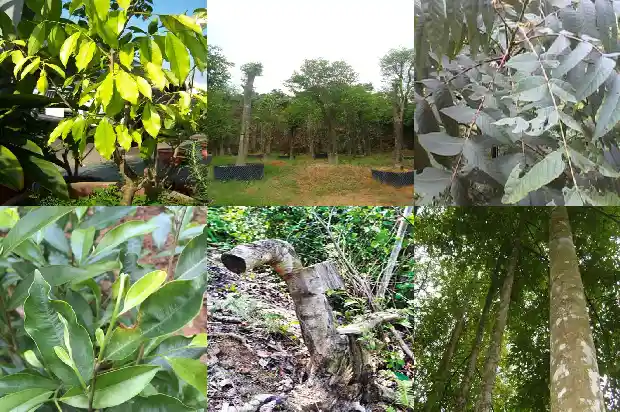 奇楠沉香树树苗1681518004986 奇楠沉香树树苗1681518004986