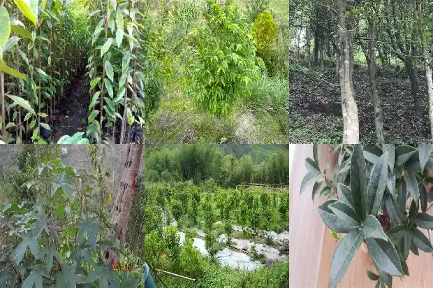 沉香树是怎样的?1681518129860 沉香树是怎样的?1681518129860