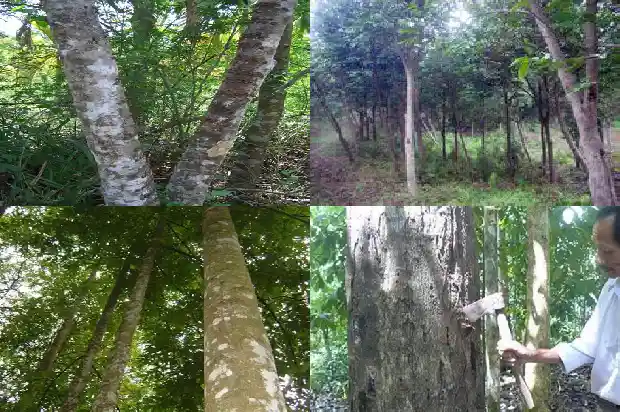 沉香树施肥1681518275829 沉香树施肥1681518275829