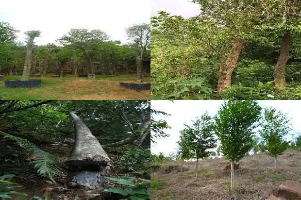 沉香树施肥1681518275923 沉香树施肥1681518275923