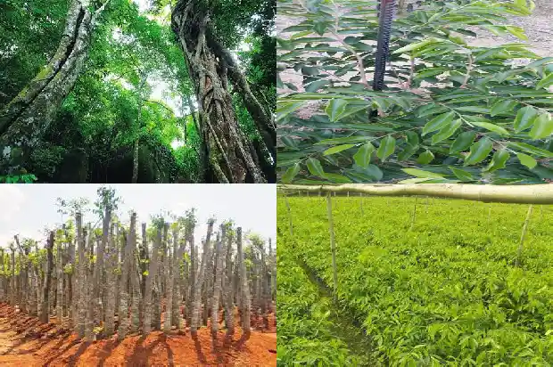 沉香树施肥1681518275971 沉香树施肥1681518275971